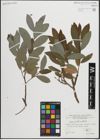 Foto von Salix pedicellata Desf.